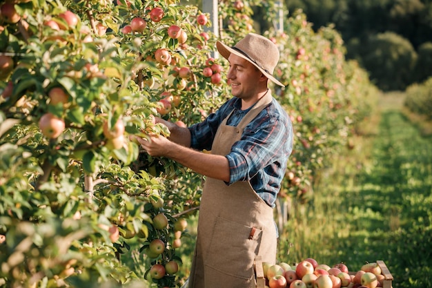 秋の収穫時に果樹園で新鮮な熟したリンゴを選んで幸せな笑みを浮かべて男性農家労働者収穫時期