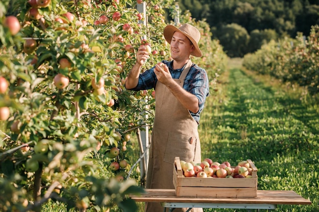 Happy smiling male farmer worker crop picking fresh ripe apples in orchard garden during autumn harvest Harvesting time