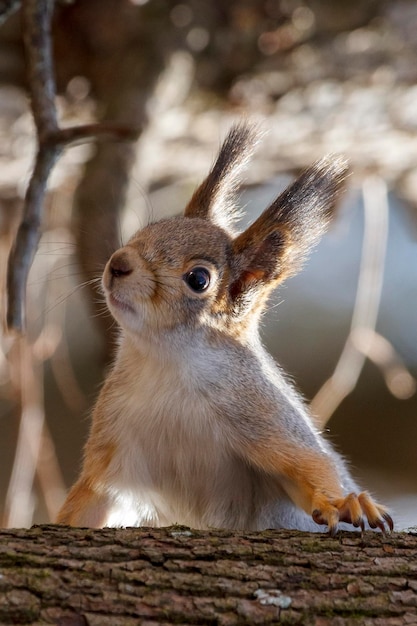 Happy squirrel