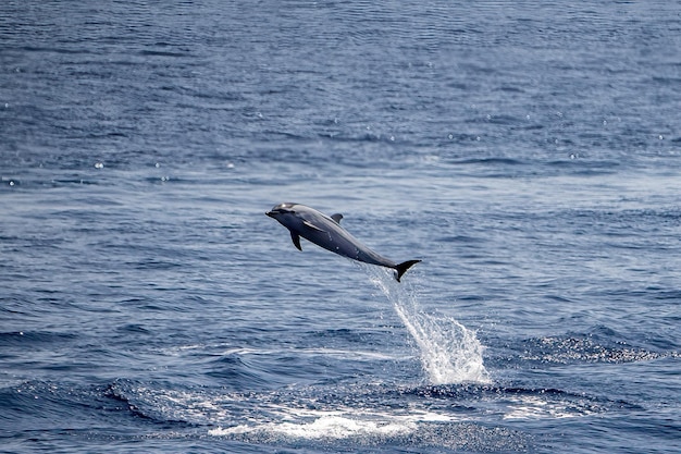 Happy striped dolphin juming at sunset