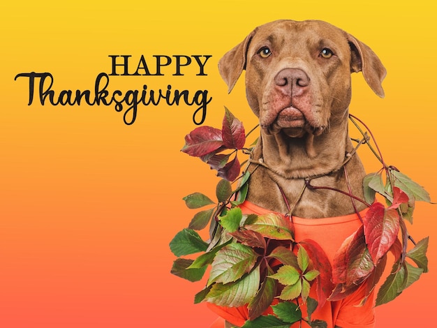 Happy Thanksgiving Lovely brown puppy and congratulatory inscription Closeup indoors Studio shot Congratulations for family relatives loved ones friends and colleagues Pets care concept