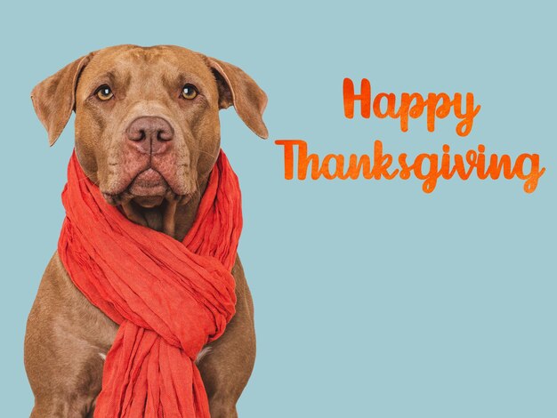 Happy Thanksgiving Lovely brown puppy and congratulatory inscription Closeup indoors Studio shot Congratulations for family relatives loved ones friends and colleagues Pets care concept