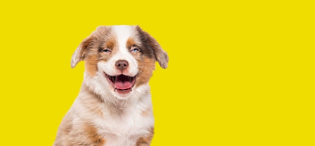 Happy three months old puppy red merle bastard dog cross with an australian shepherd and unknown breed isolated on yellow background