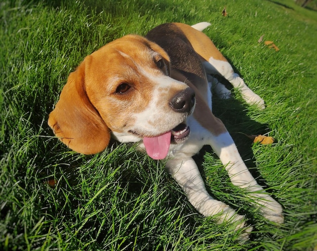 側に舌で芝生の上の幸せな疲れたビーグル犬