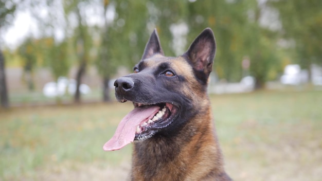 幸せな訓練を受けたジャーマンシェパード犬のポートレートショット