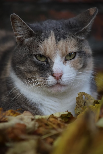 Happy tricolor cat in autumn leaves