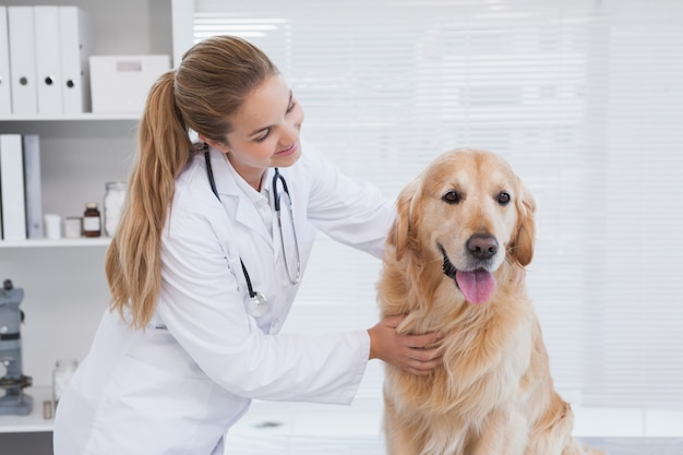 Happy vet giving a labrador a check up