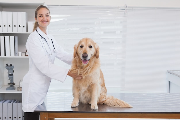 Happy vet giving a labrador a check up