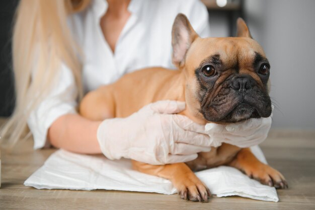 Photo happy veterinarian doctor hugs puppy in vet clinic empty space for text