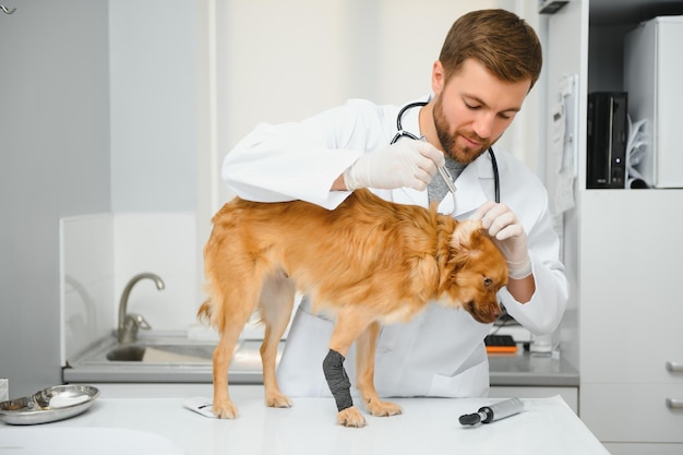 写真 クリニックで犬を診察する幸せな獣医