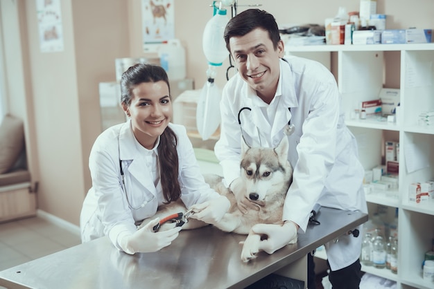 Happy Veterinarians Groomers Trimming Dog Nails.