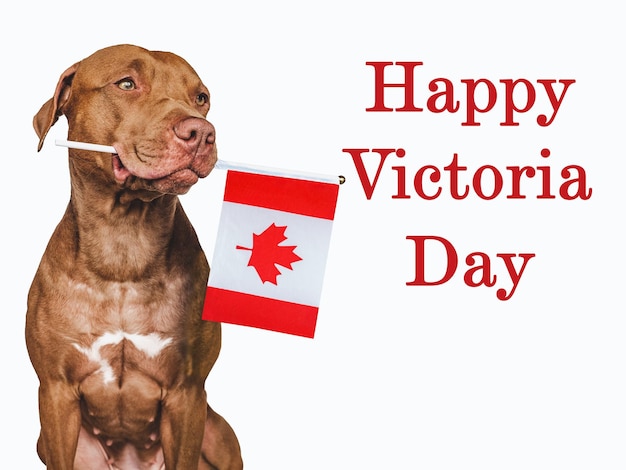 Happy Victoria Day Brown puppy and Canadian flag