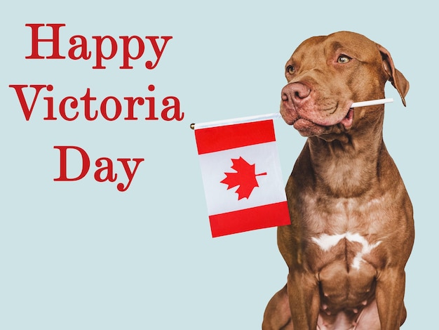 Happy Victoria Day Brown puppy en Canadese vlag