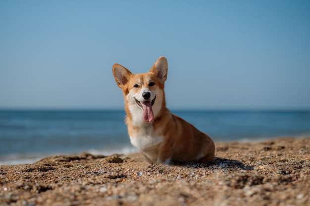 ビーチで幸せなウェルシュコーギーペンブローク犬