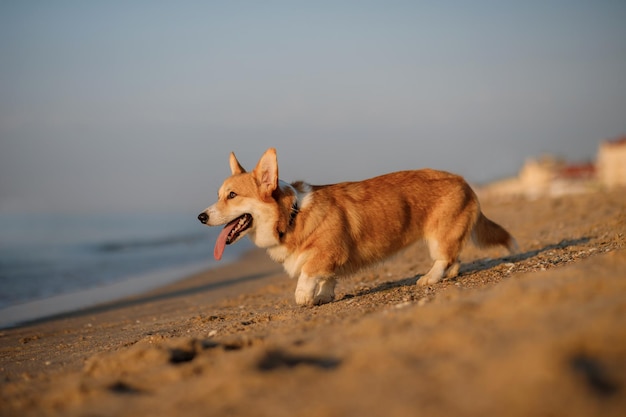 ビーチで幸せなウェルシュコーギーペンブローク犬