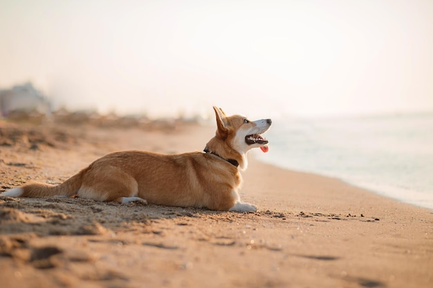 ビーチでハッピーウェルシュコーギーペンブローク犬