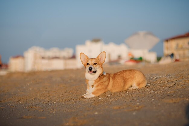 해변에서 행복한 웨일스 어 Corgi Pembroke 개