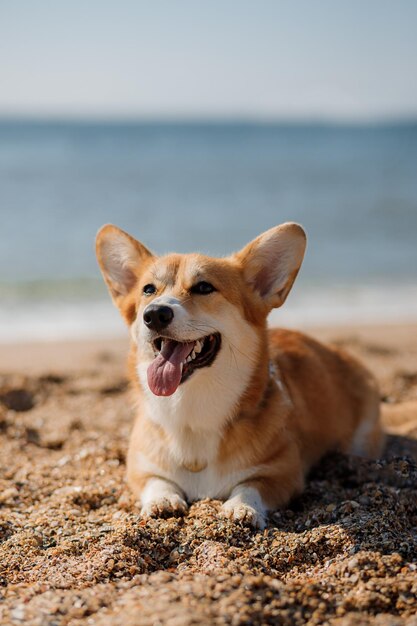 ビーチで幸せなウェルシュコーギーペンブローク犬