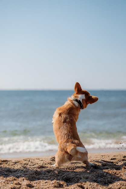 ビーチで幸せなウェルシュコーギーペンブローク犬