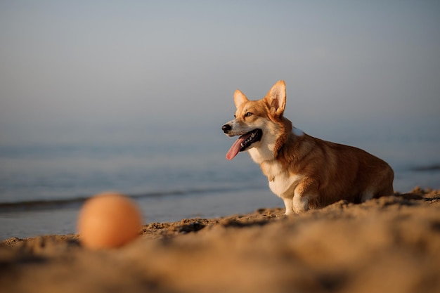 ビーチで幸せなウェルシュコーギーペンブローク犬