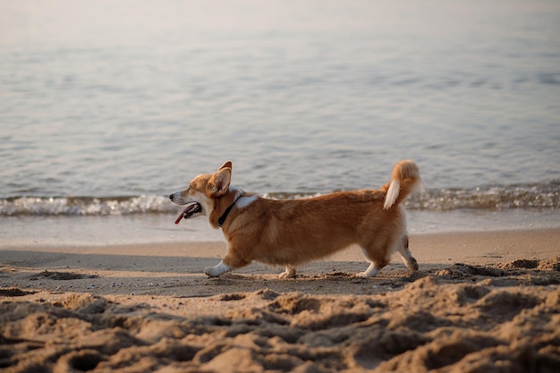 ビーチで幸せなウェルシュコーギーペンブローク犬