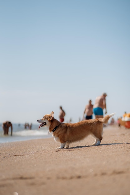 ビーチで幸せなウェルシュコーギーペンブローク犬