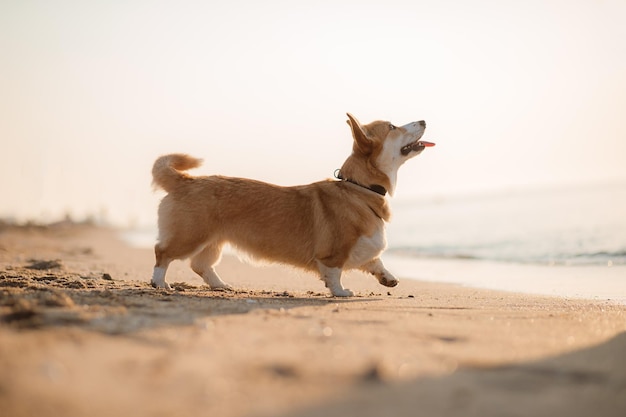 ビーチで幸せなウェルシュコーギーペンブローク犬