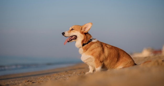 ビーチで幸せなウェルシュコーギーペンブローク犬