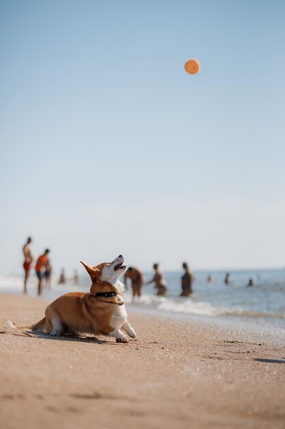 ビーチで幸せなウェルシュコーギーペンブローク犬