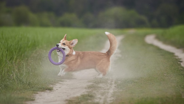 Happy Welsh Corgi Pembroke dog playing with puller in the spring field