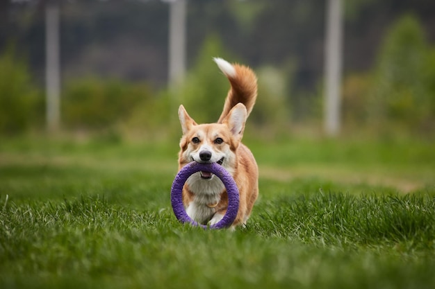 봄 공원에서 풀러를 가지고 노는 행복한 웨일스 어 Corgi Pembroke 개