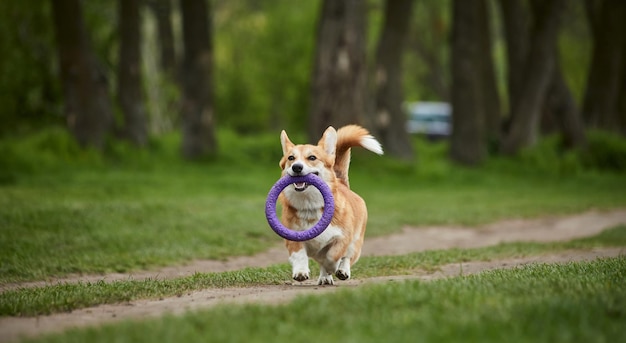 봄 공원에서 풀러를 가지고 노는 행복한 웨일스 어 Corgi Pembroke 개