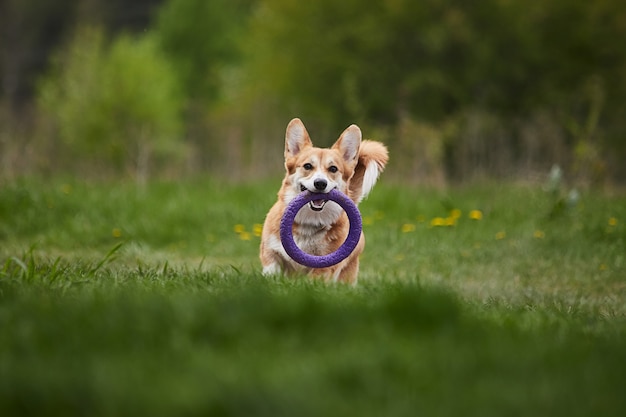 봄 공원에서 풀러를 가지고 노는 행복한 웨일스 어 Corgi Pembroke 개