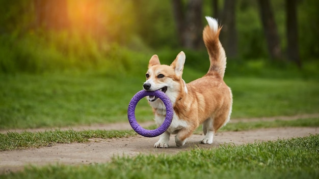 봄 공원에서 풀러를 가지고 노는 행복한 웨일스 어 Corgi Pembroke 개