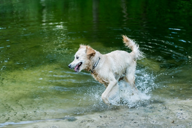 水の中を走っている幸せなぬれた犬