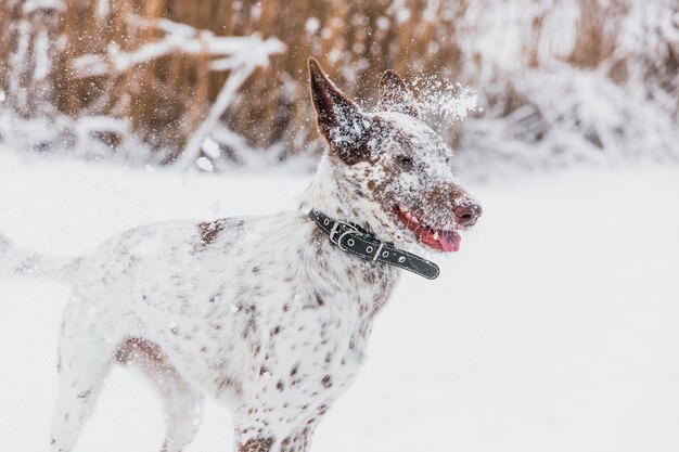 Happy white-brown dog in collar playing with snow on field in wi