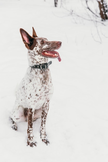 Happy white-brown dog in collar sitting on snowy field in winter