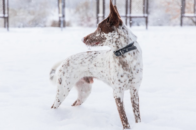 Happy white-brown dog in collar on snowy field in winter forest