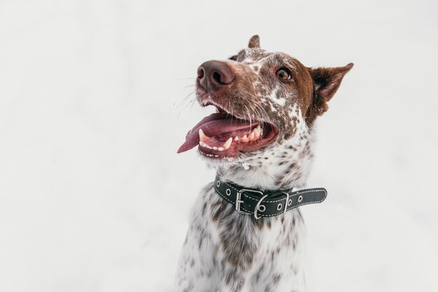 Happy white-brown dog in collar with opened mouth on snowy field in winter forest