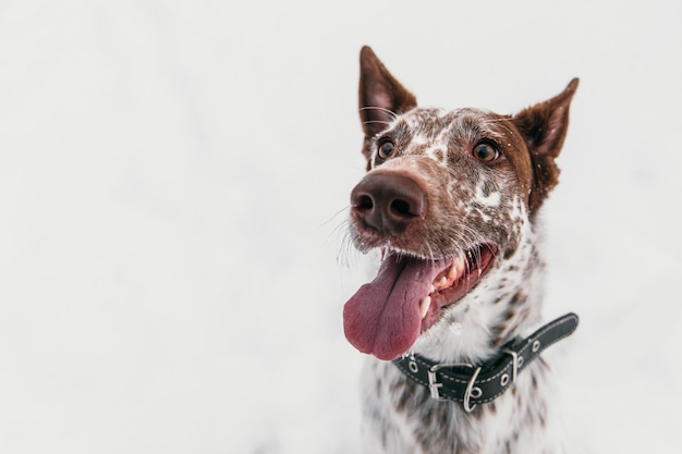 Happy white-brown dog in collar with opened mouth on snowy field in winter forest