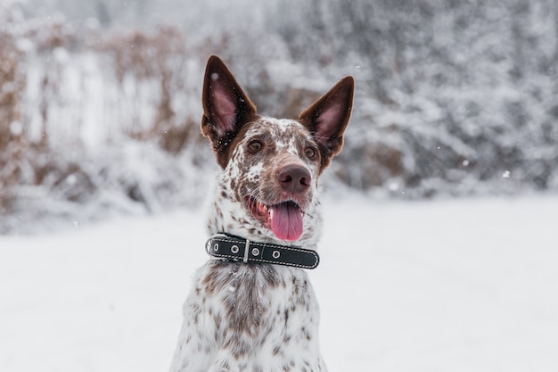 冬の森の雪原の襟に幸せな白茶色の犬