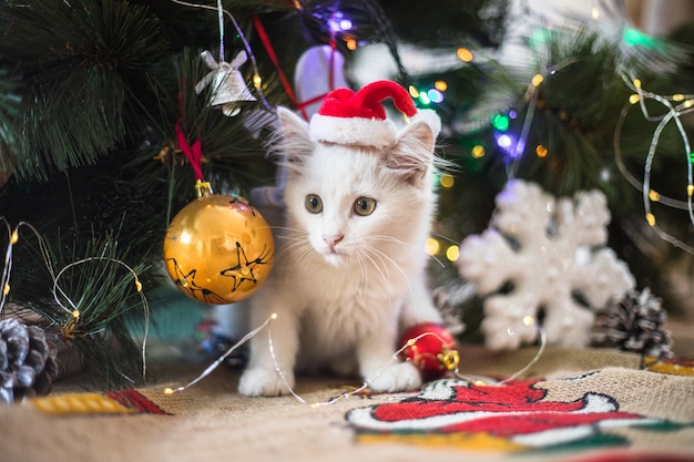사진 행복한 하얀 고양이는 크리스마스 장난감을 가지고 노는다. 새해 시즌, 휴일 및 축하. 전나무 근처 장난 꾸러기 귀여운 고양이