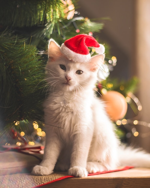 幸せな白猫はクリスマスのおもちゃで遊ぶ。年末年始、祝日、お祝い。モミの木の近くのいたずらかわいい子猫