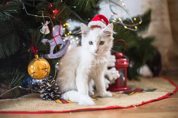 幸せな白猫はクリスマスのおもちゃで遊ぶ。年末年始、祝日、お祝い。モミの木の近くのいたずらかわいい子猫