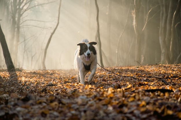 happy white dog playing in foggy forest in late autumn