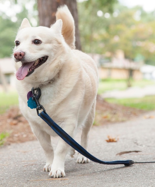 写真 リードで歩く幸せな白い犬