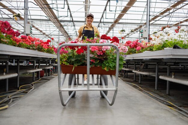 Happy woman carrying flowers on a wheelbarrow through the greenhouse