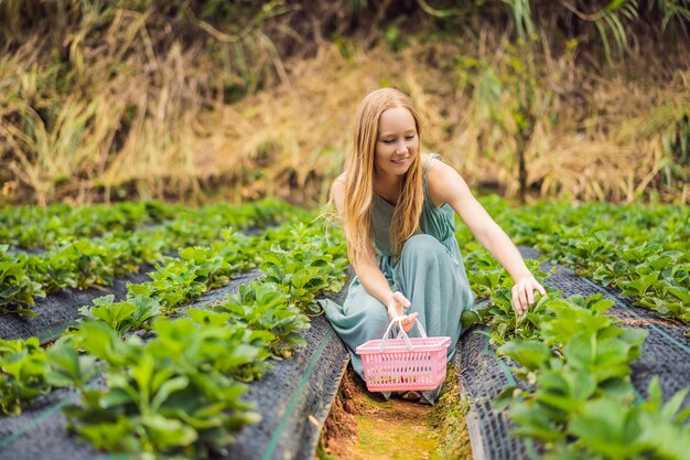 Happy woman collecting fresh strawberries in the garden