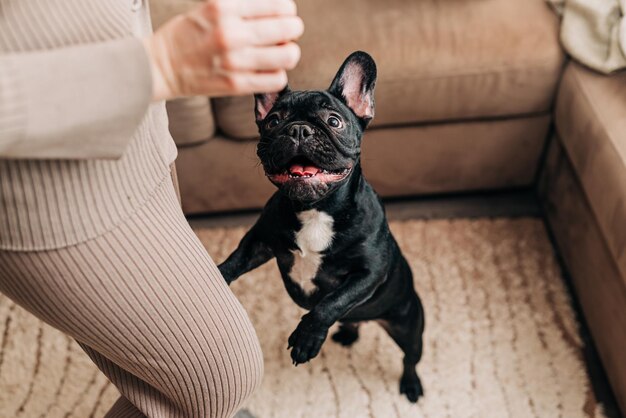 Photo happy woman play with their dog black french bulldog girl petting a puppy indoors in the stylish living room with plaid on the couch