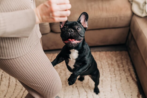 Foto donna felice gioca con il loro cane bulldog francese nero ragazza che accarezza un cucciolo al chiuso nell'elegante soggiorno con plaid sul divano